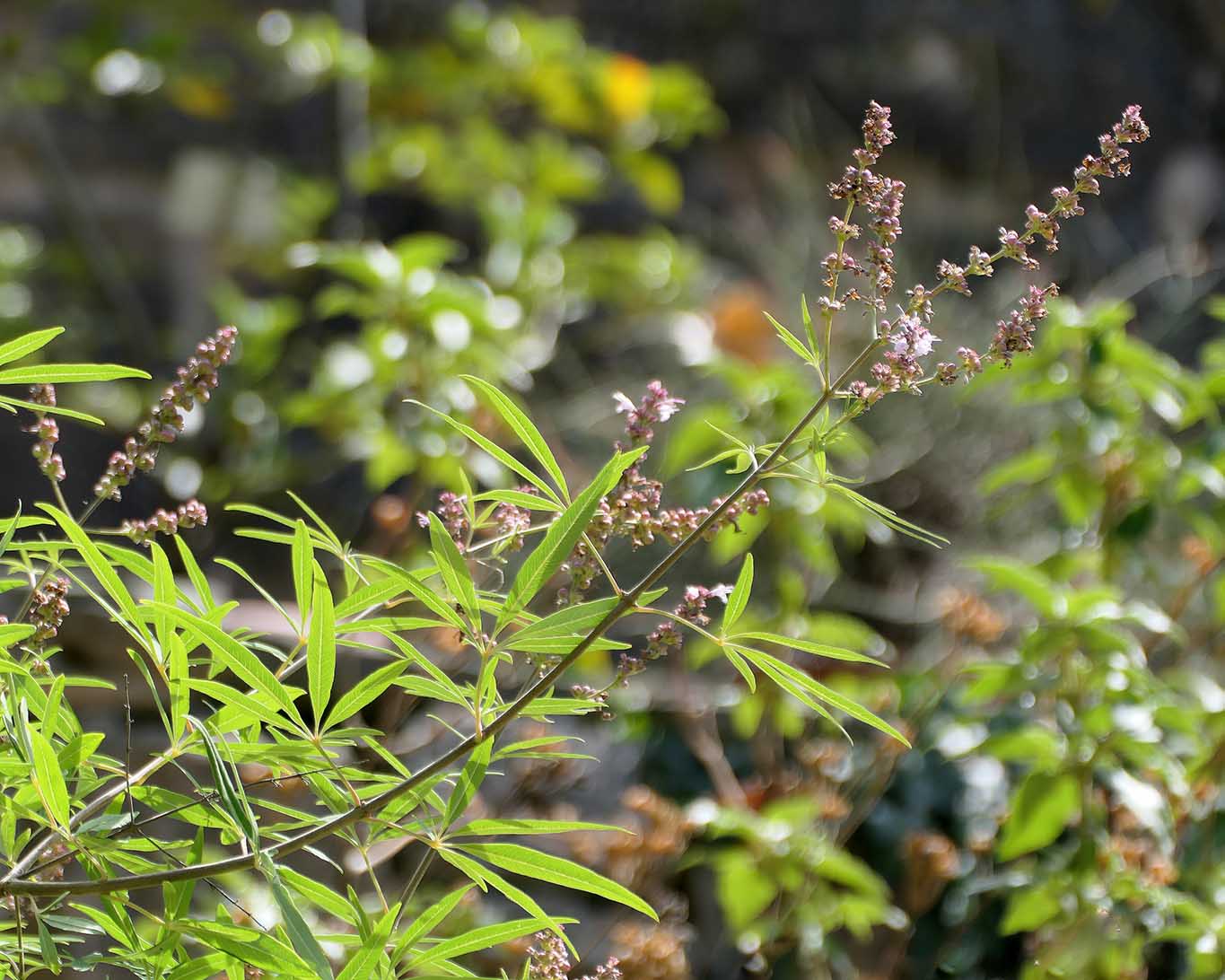 Vitex agnus-castus ist der lateinische Name für den Mönchspfeffer