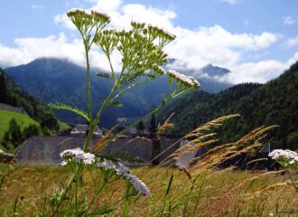 Die schönste Allerweltpflanze ist die Schafgarbe. Nur mit ihr ist eine Sommerwiese richtig geschmückt.