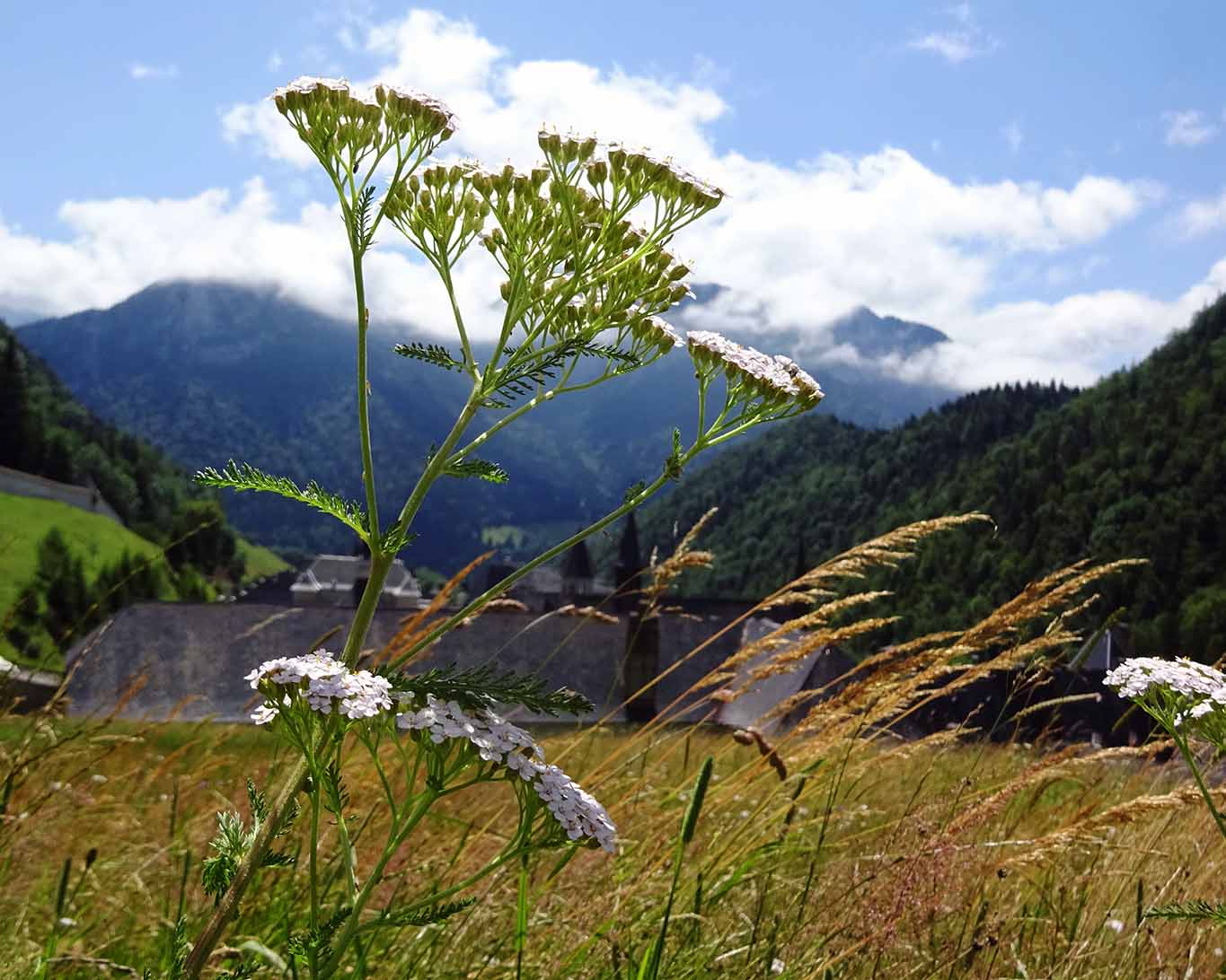 Die schönste Allerweltpflanze ist die Schafgarbe. Nur mit ihr ist eine Sommerwiese richtig geschmückt.