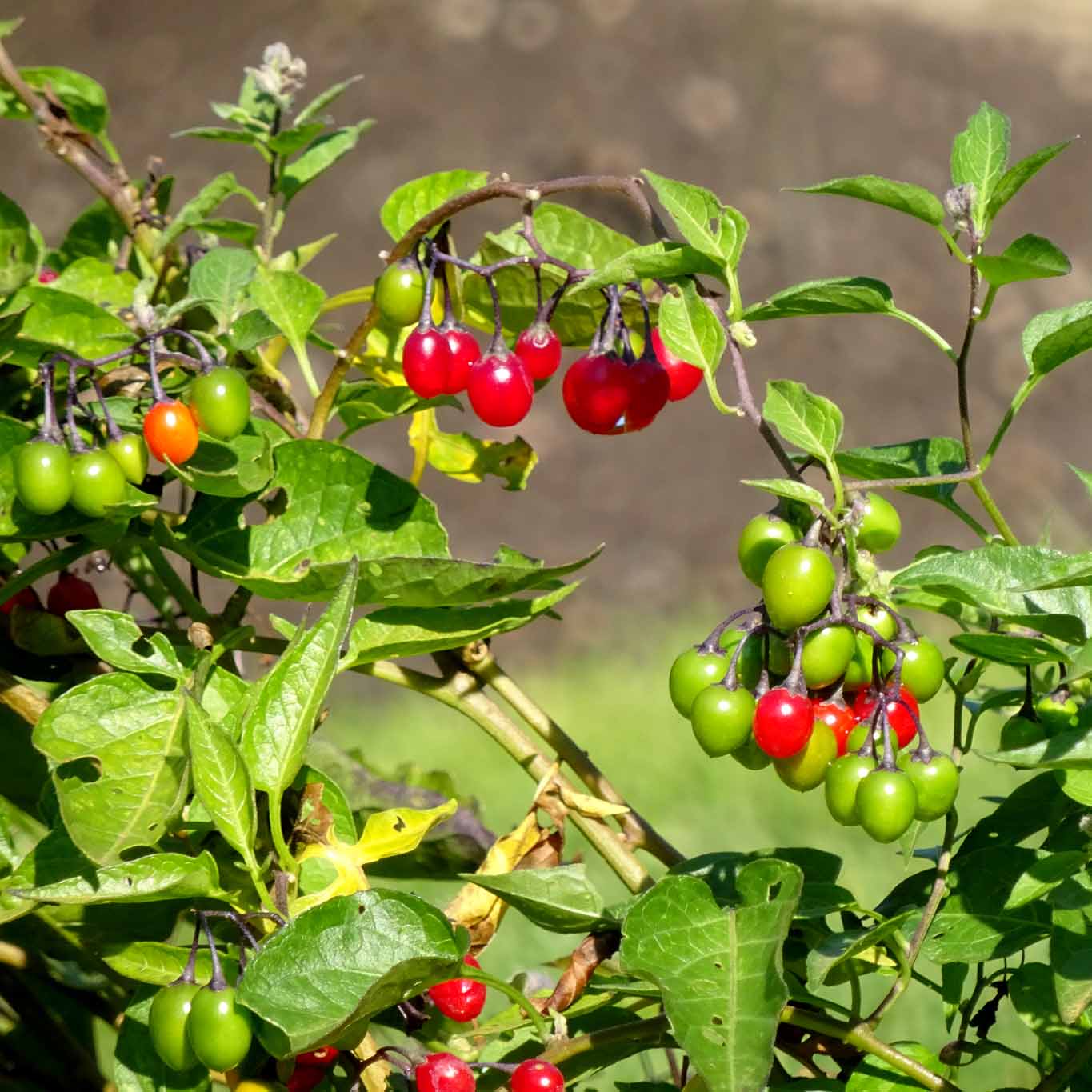 Die Früchte des bittersüssen Nachtschattens können die Familienzughörigkeit zu Solanum nicht leugnen.