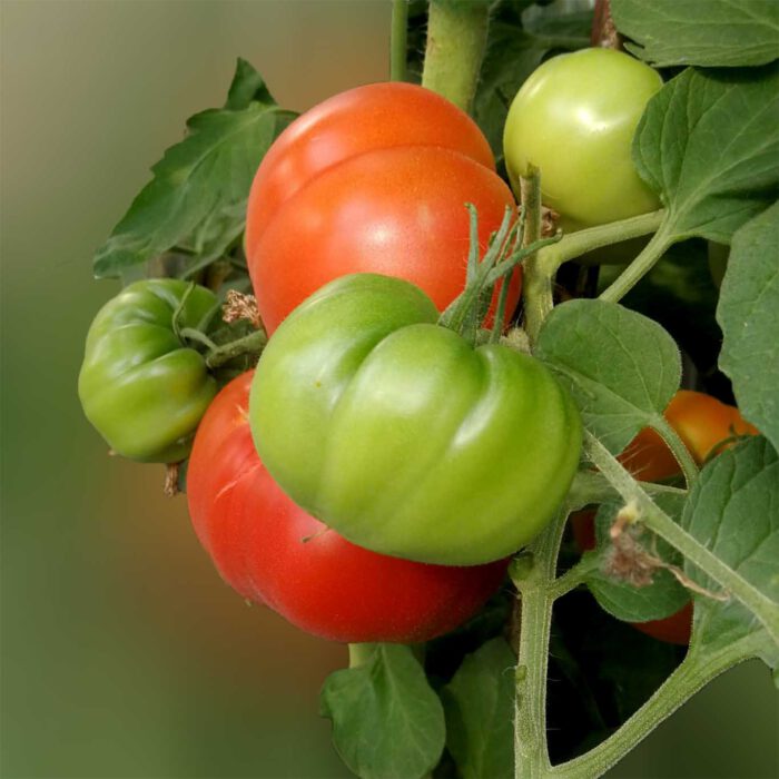Tomaten sind nicht nur ein Gemüse. Sie haben auch gesundheitsfördernde Eigenschaften.