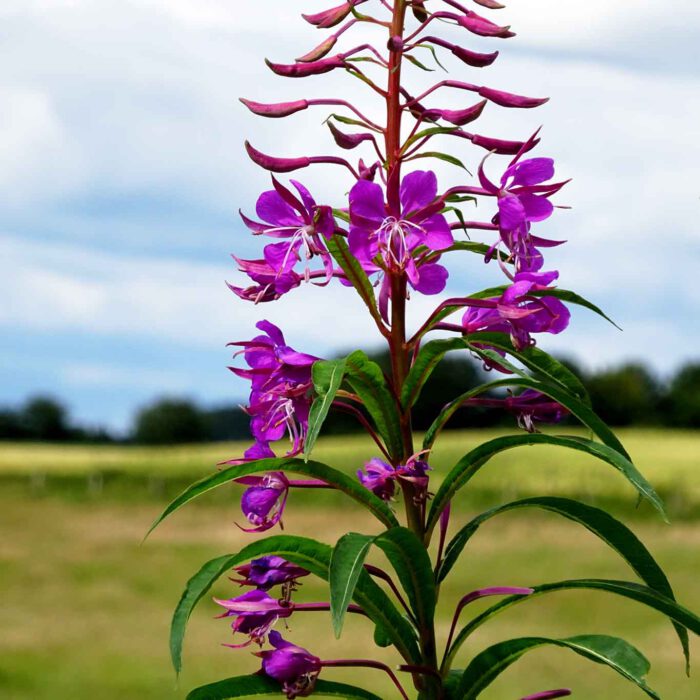 Epilobium-Arten, gemeinhin als Weidenröschen oder Feuerkraut bekannt, sind mehrjährige krautige, meist hemikryptophyte Pflanzen aus der Familie der Nachtkerzengewächse.