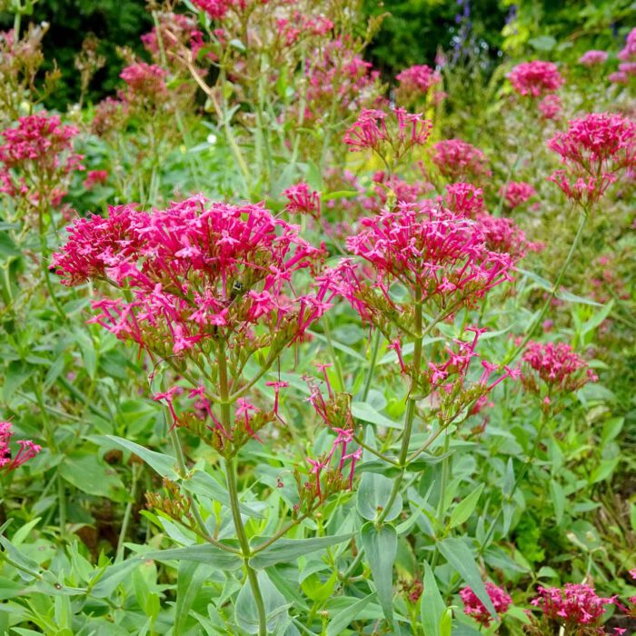 Centranthus ruber ist der lateinische Name der Roten Spornblume.
