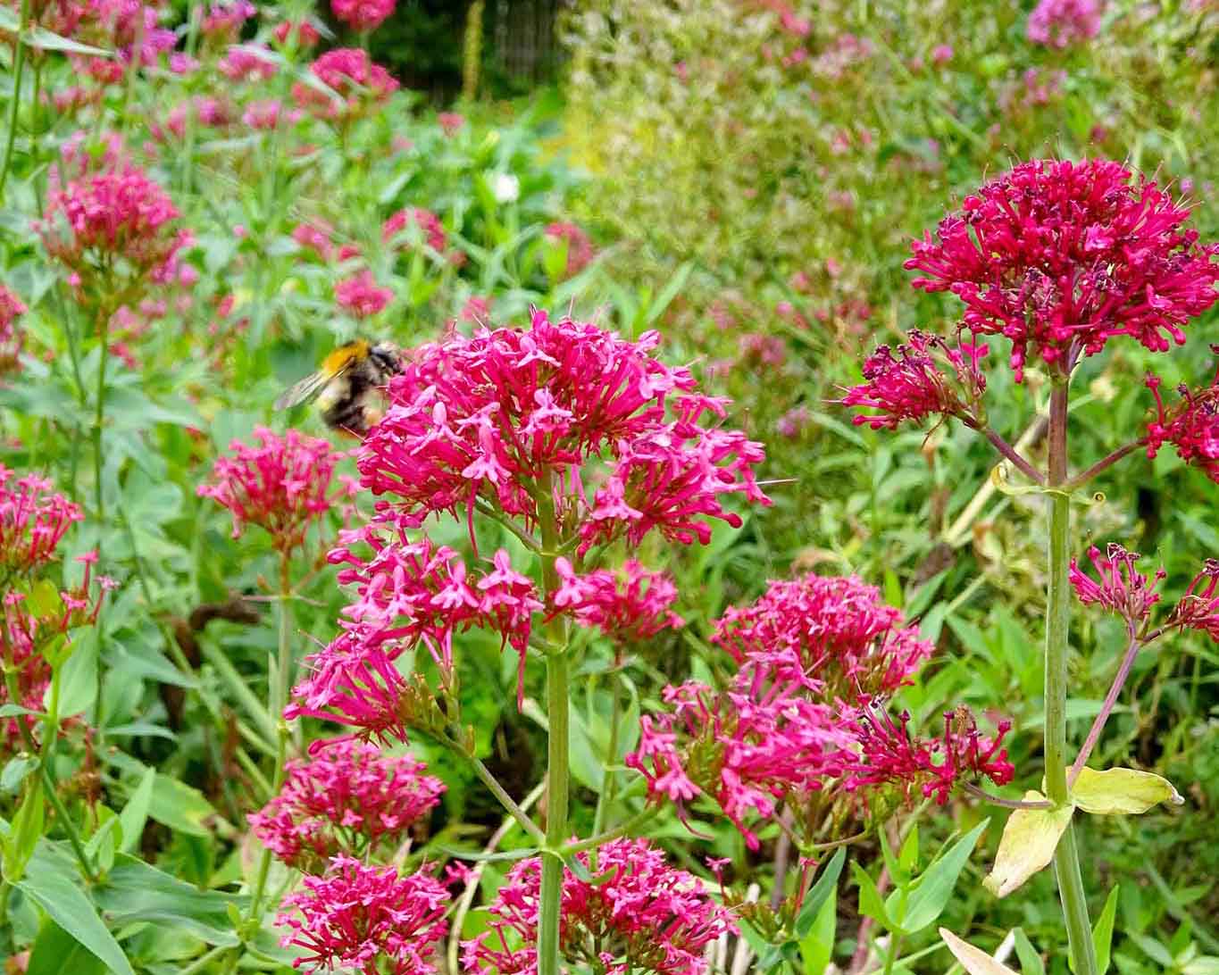 Die Rote Spornblume ist als Schmuckpflanze bekannter als die in ihren Wurzeln enthaltenen Valepotriate, dem Wirkstoff des Baldrians.