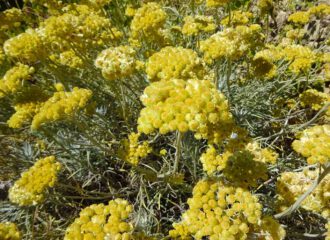 Mittelmeer-Strohblumen sind beliebt wegen ihres aromatischen Geruches.