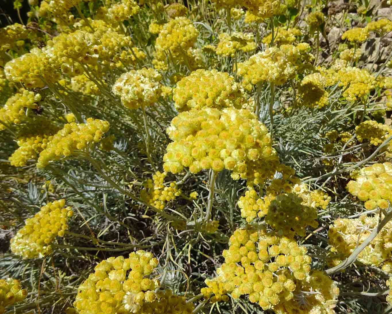 Mittelmeer-Strohblumen sind beliebt wegen ihres aromatischen Geruches.