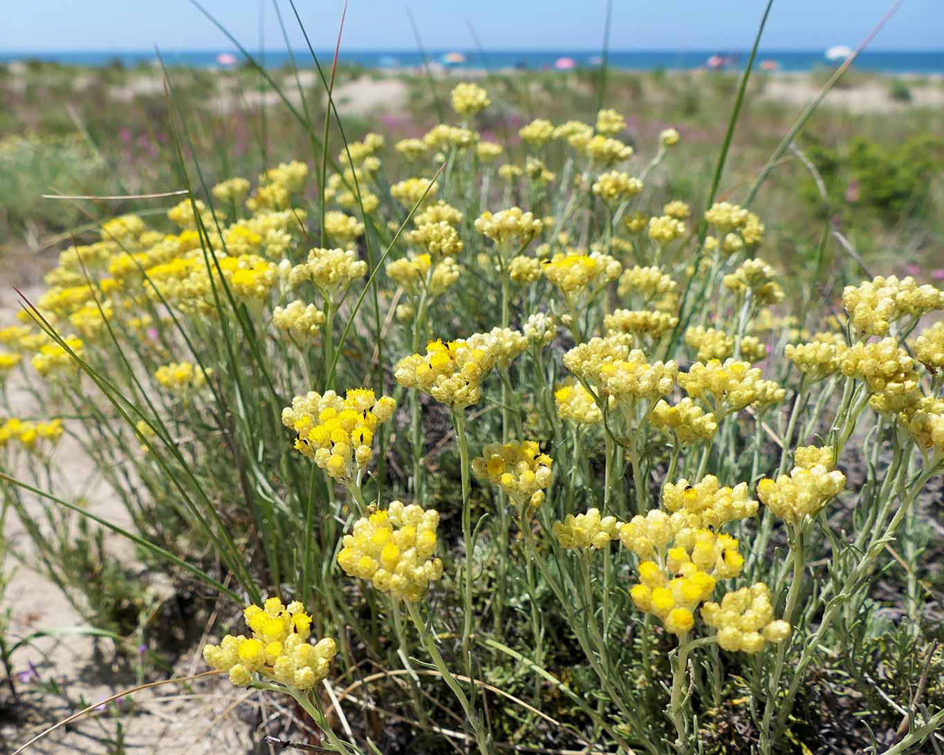 Mittelmeerstrohblume an den Dünen von Viareggio am Mittelmeer.