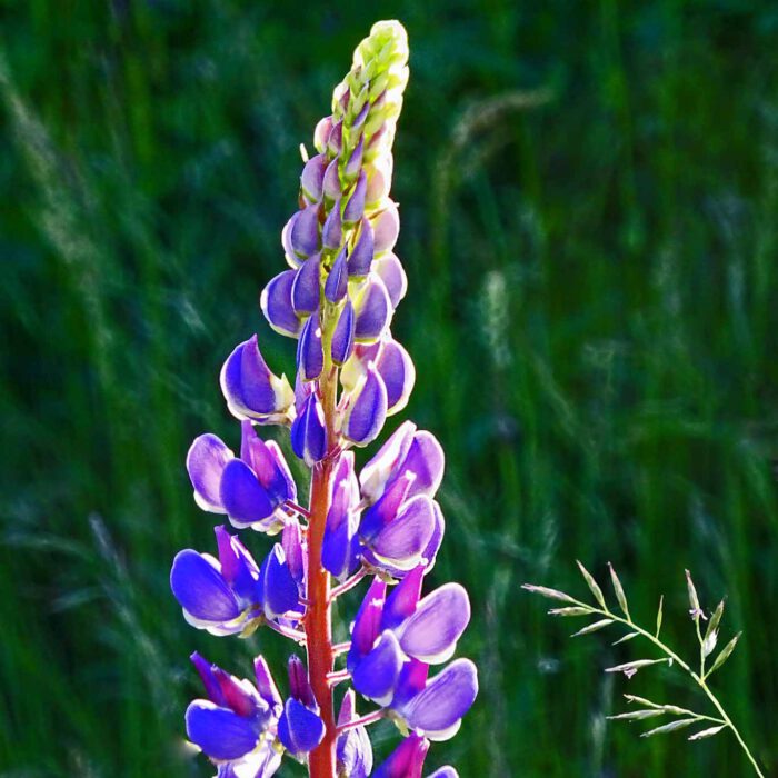 Lupinen sind der blühende Schmuck der Wegesränder zum Pfingstfest.