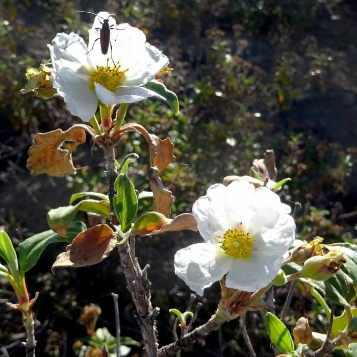 Das klebrige Harz Laudanum schwitzen die Zistrosen aus. Im Fell weidender Schafe blieb es kleben und wurde von dort gesammelt.