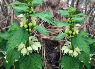 Die weisse Taubnessel ist nicht wehrhaft. Ihre Blätter sind weich. Sie verfügt über ausgleichende Kräfte für den, der sie sucht.