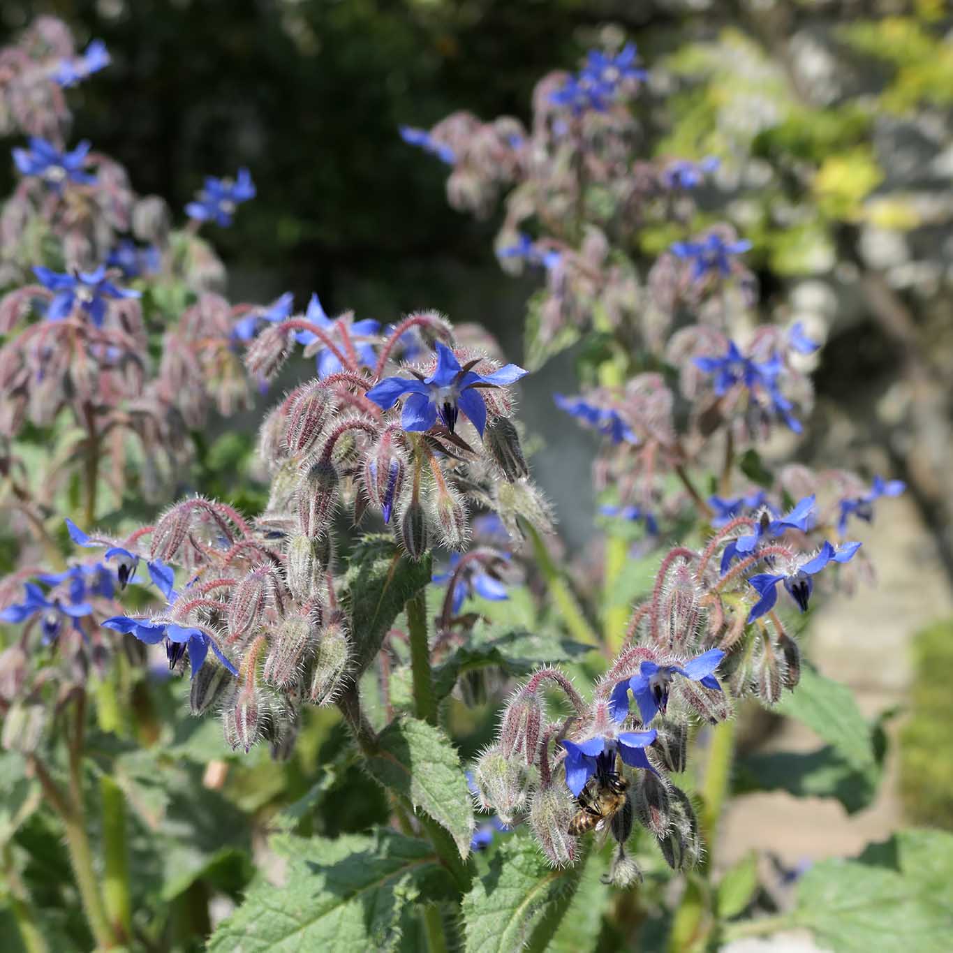 Blühender Boretsch im Heilkräutergarten der alten italienischen Medizinalgelehrtenstadt Salerno