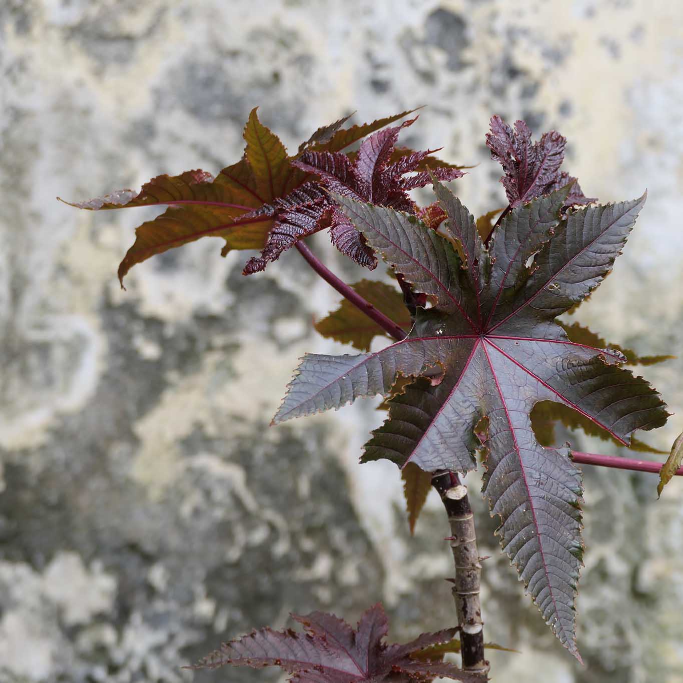 Rhizinus im Giardino di Salerno.
