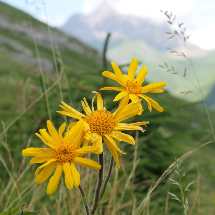 Arnika, Arnica montana, Bergwohl-Verleih sind hilfreiche Heilpflanzen. Erzwungene Bildformate sind Bullshit und kosten Zeit und Energie.