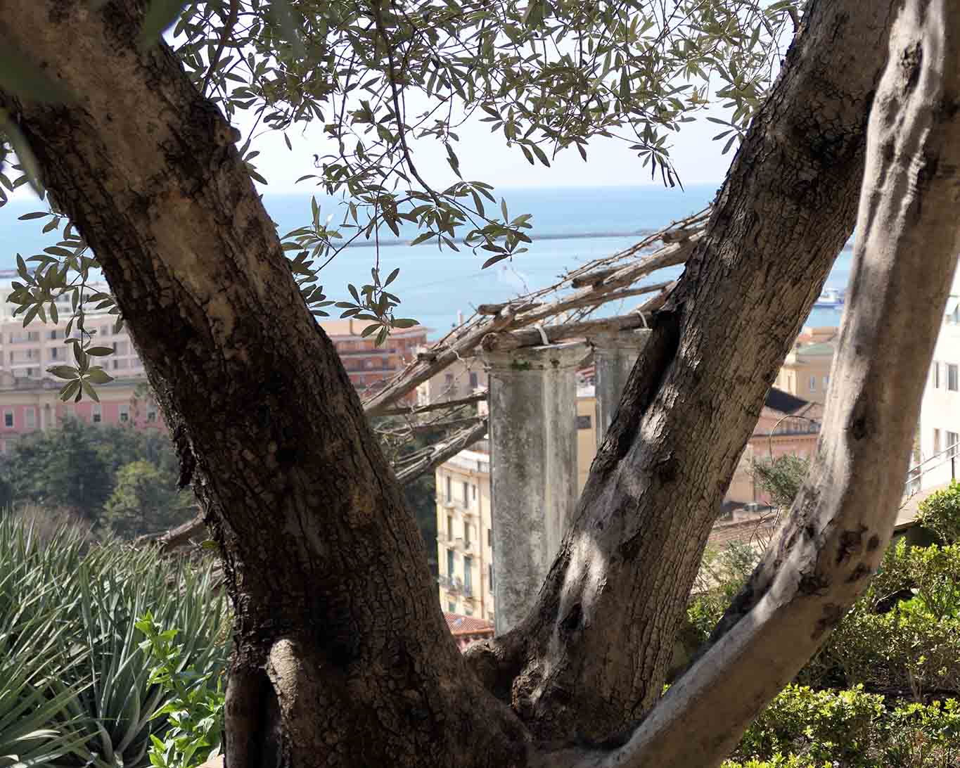 Olivenbaum mit Pergola. Freien Blick auf die Bucht und den Hafen hat der Besucher vom Giardino 