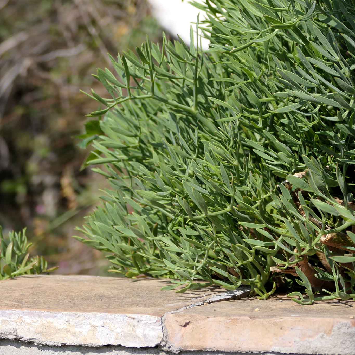 Meerfenchel im Giardino die Minerva in Salerno