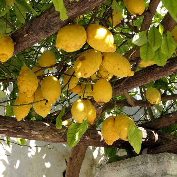 hängende Zitronen in den Terrassengärten zu Salerno.