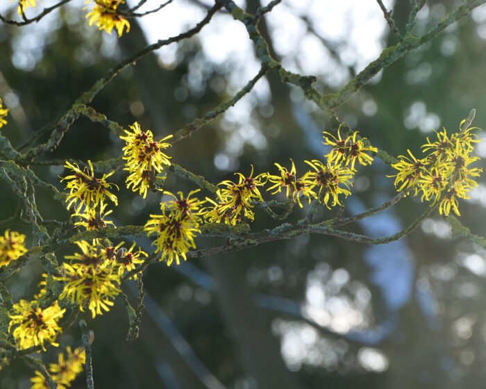 Zaubernussstrauch im Hamburger Planten un Blomen. Blühende Hamamelis.