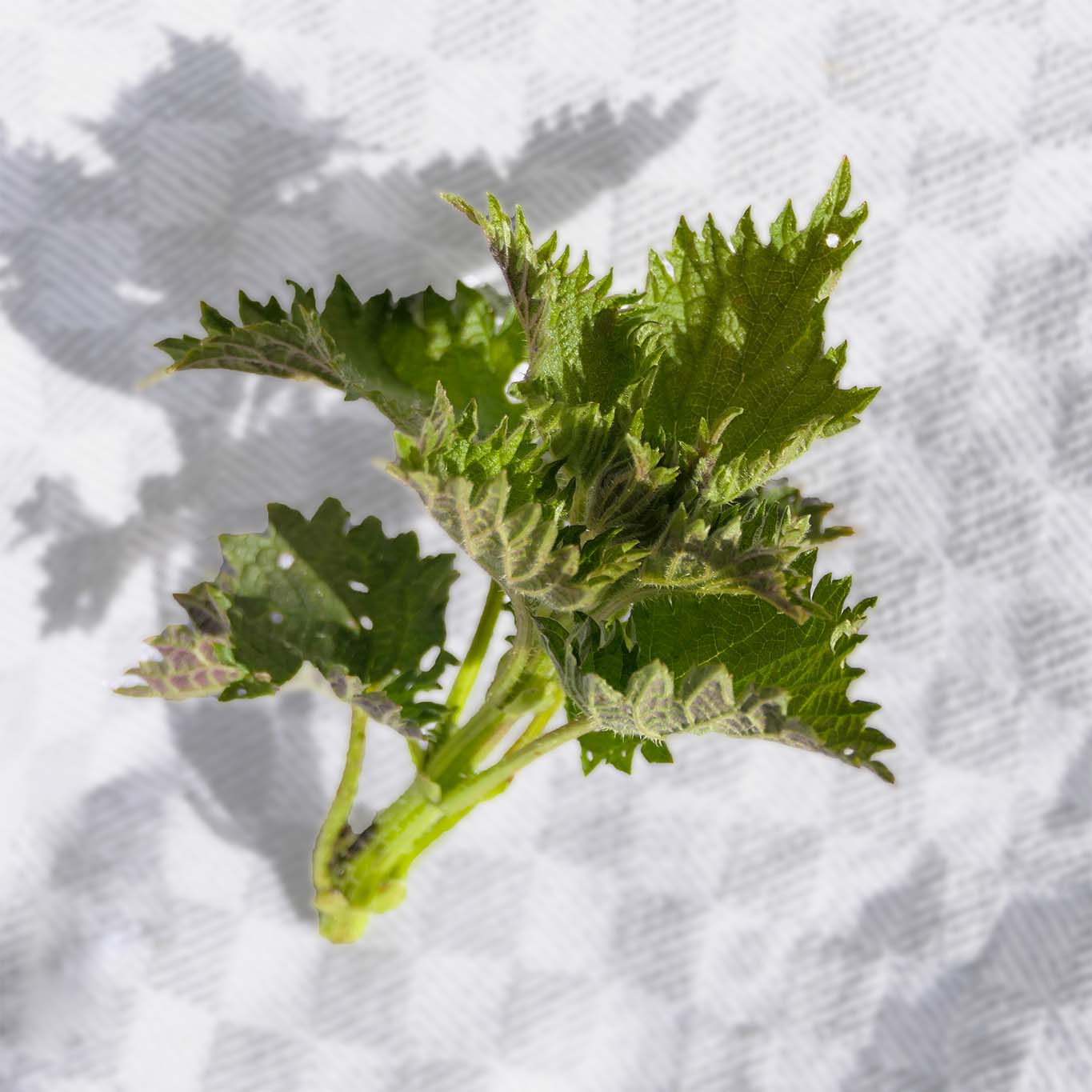 Junge Brennnesselblätter eignen sich für die Frühjahrskur und als Spinat.