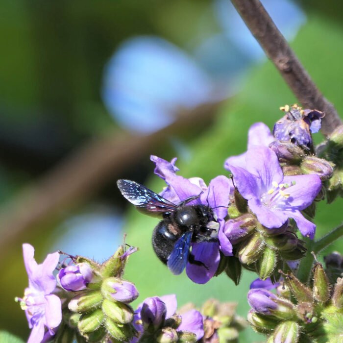 Schwarze Holzbiene