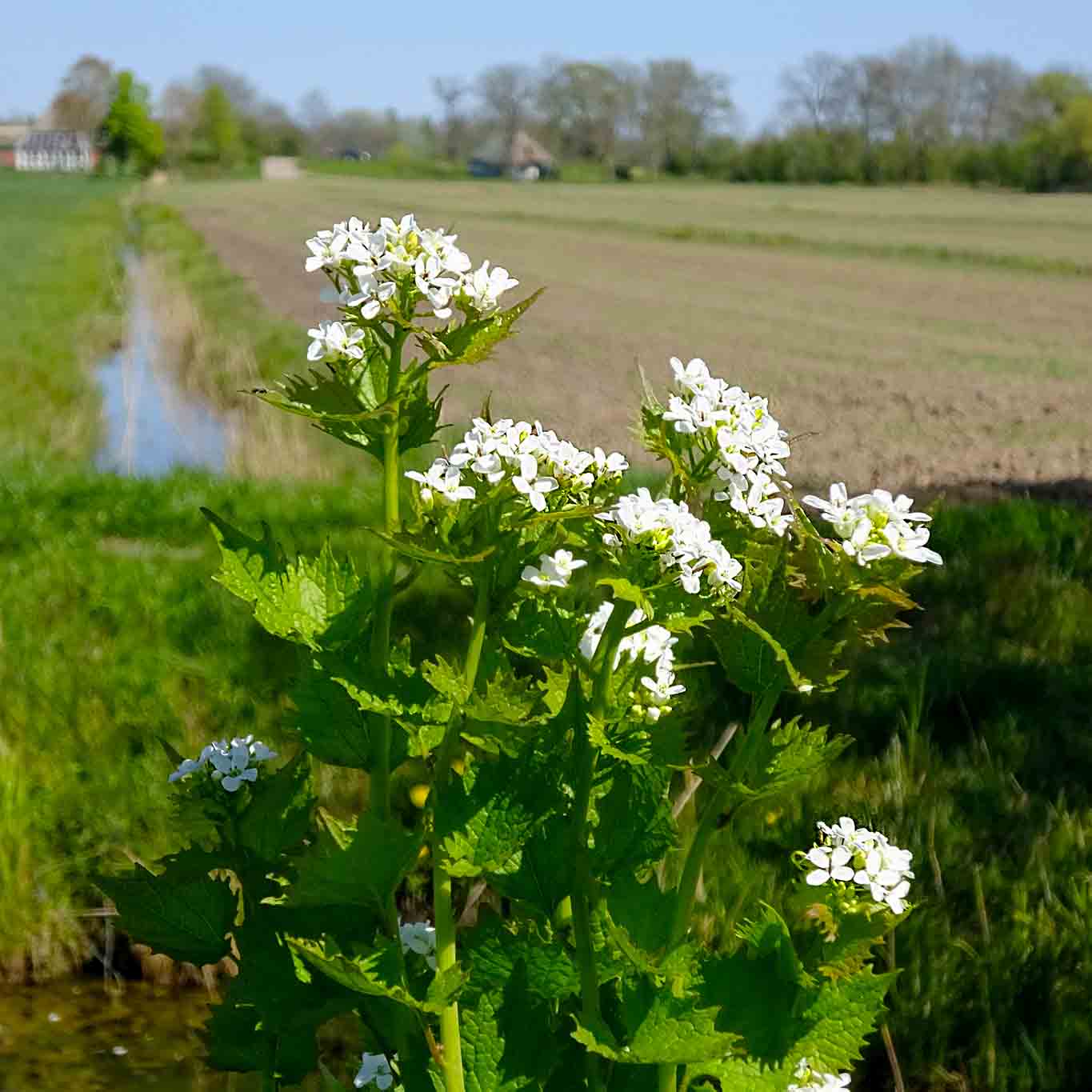 Typisch sind neben der Blattform die vier weissen Blütenblättchen der Knoblauchsrauke.