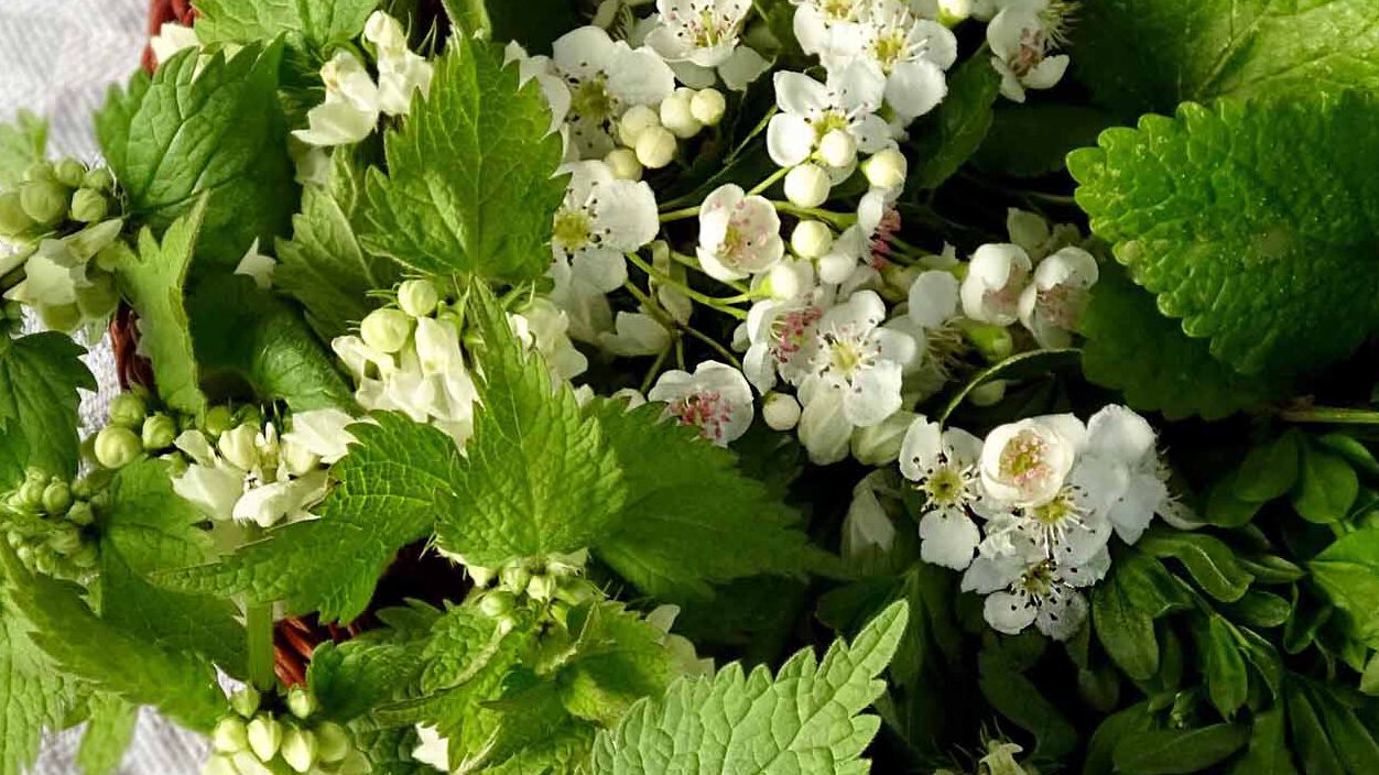 Diese Kräuter gehören im Mai in den Sammelkorb: Weisse Taubnessel, Weissdorn, Melisse und Waldmeister.