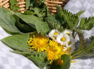 Frische Kräuter im April