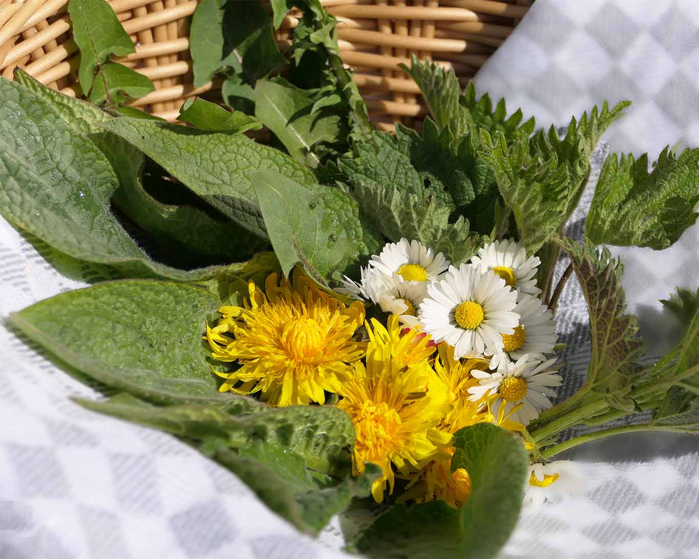 Kräuter-Sammel-Korb im Monat April