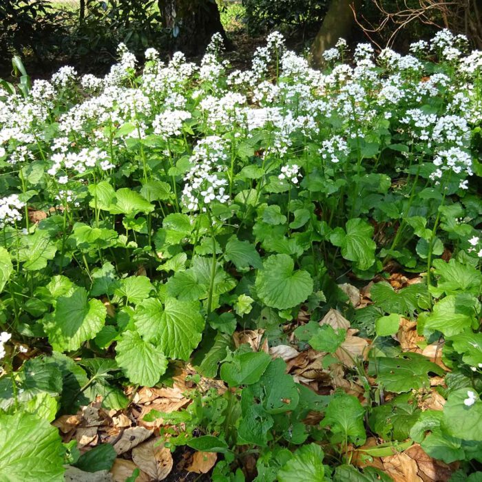 Im Unterholz fühlt sich die Knoblauchrauke wohl.