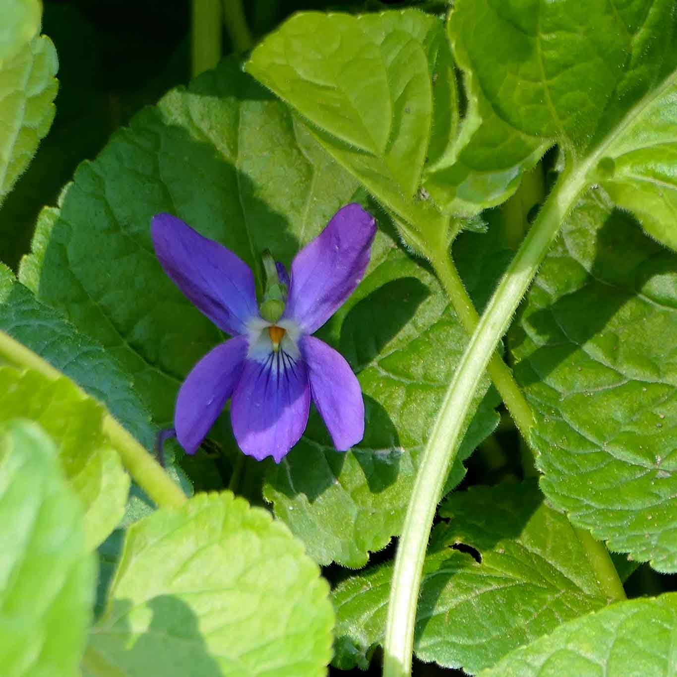 März-Veilchen Viola odorata