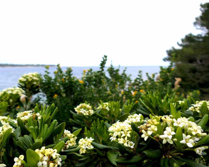 Blühende Büsche am Strand der Klosterinsel Saint Honorat.