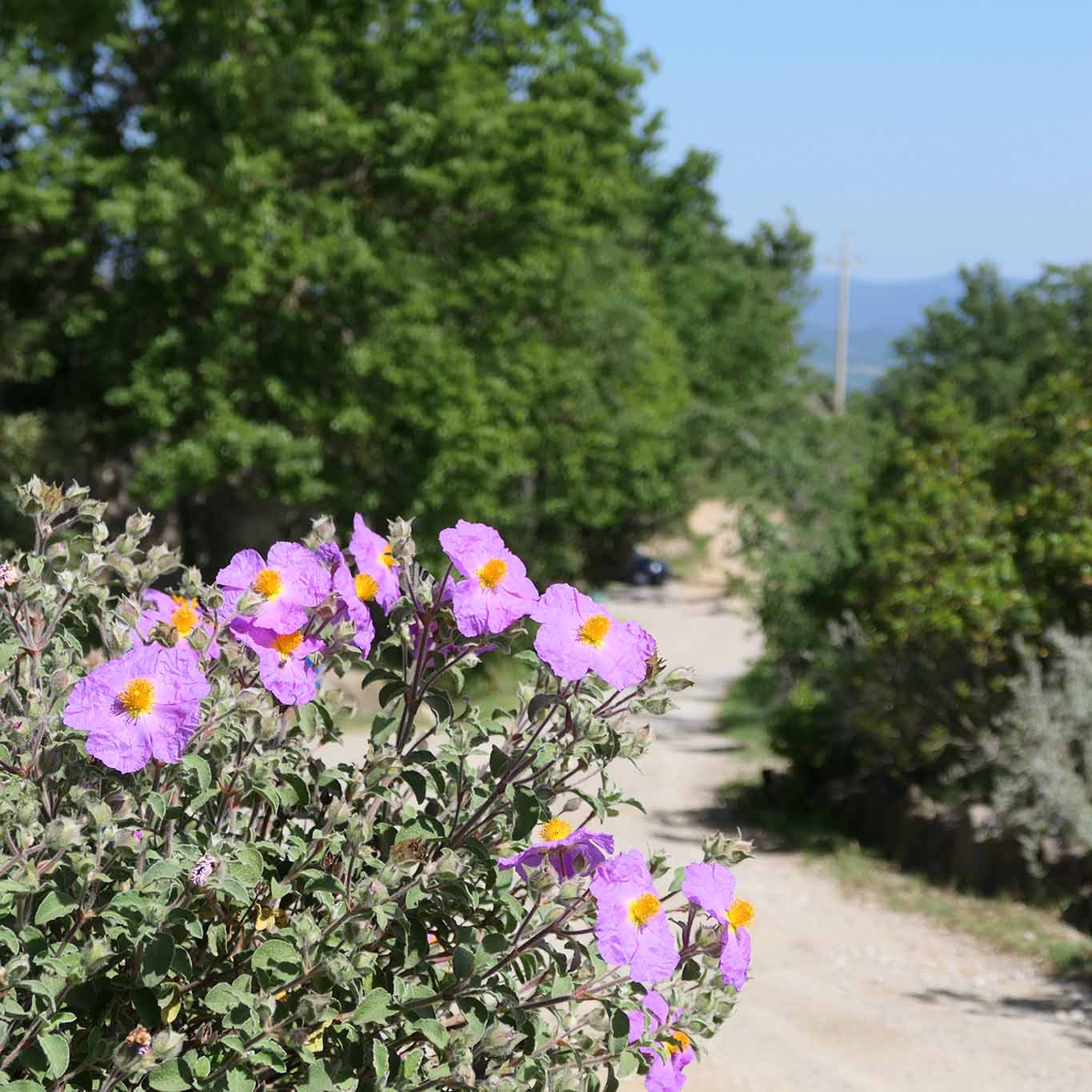 Monastero di Siloe, Klostergarten: Zistrosen