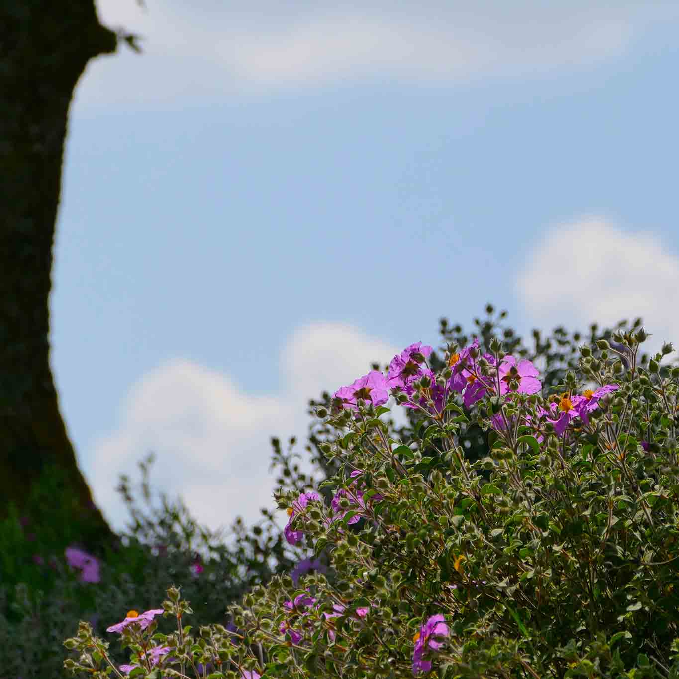 Monastero di Siloe, Klostergarten: Zistrosen mit Himmel