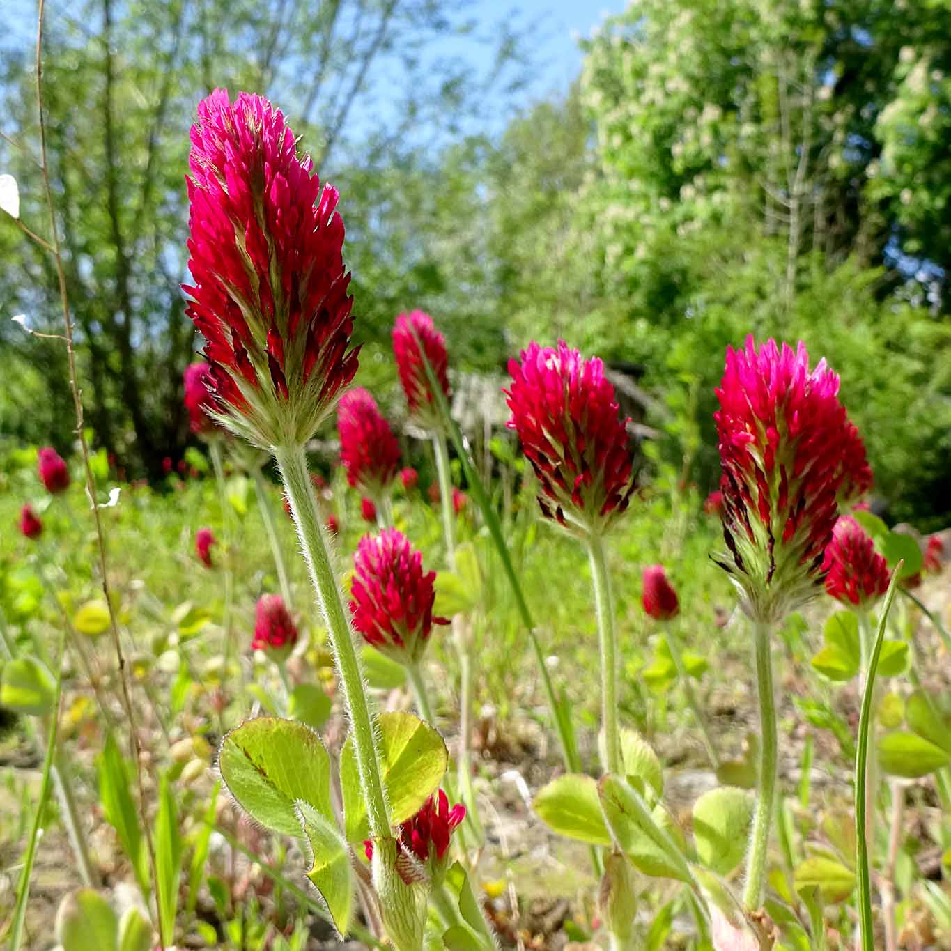 Inkarnat-Klee wird auch Blutklee oder Rosenklee genannt.