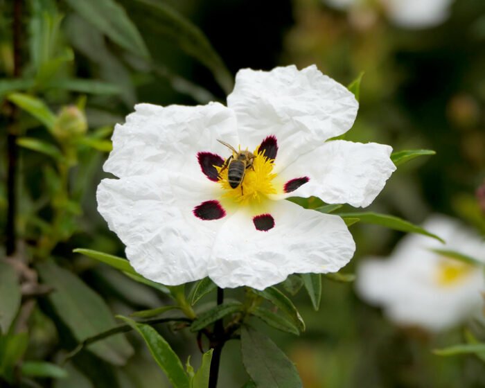 Lack-Zistrose (Cistus ladanifer)