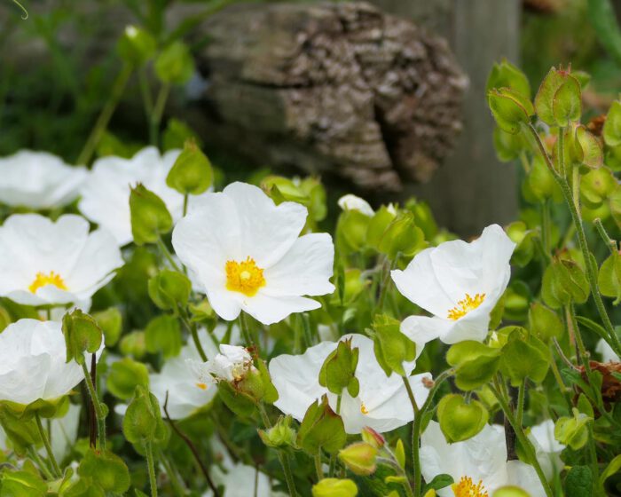 Salbeiblättrige Zistrose (Cistus salviifolius)