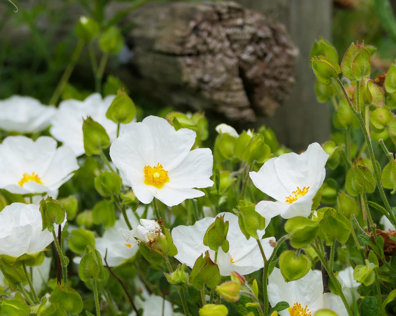 Salbeiblättrige Zistrose (Cistus salviifolius)