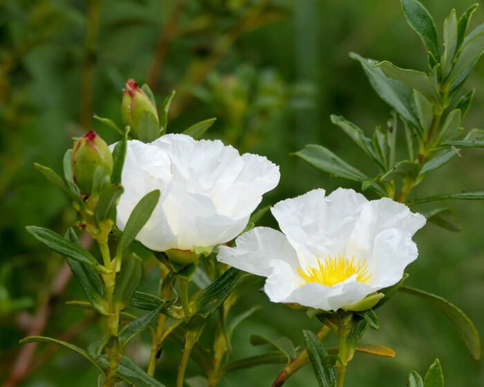 Montpellier-Zistrose (Cistus monspeliensis)