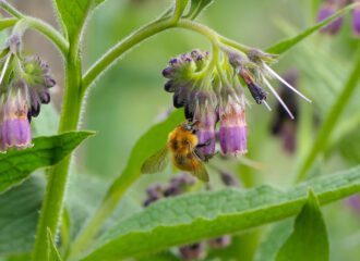 Gehörnte Mauerbiene (Osmia cornuta) an einer Beinwellblüte