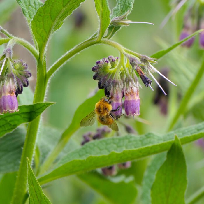 Gehörnte Mauerbiene (Osmia cornuta) an einer Beinwellblüte