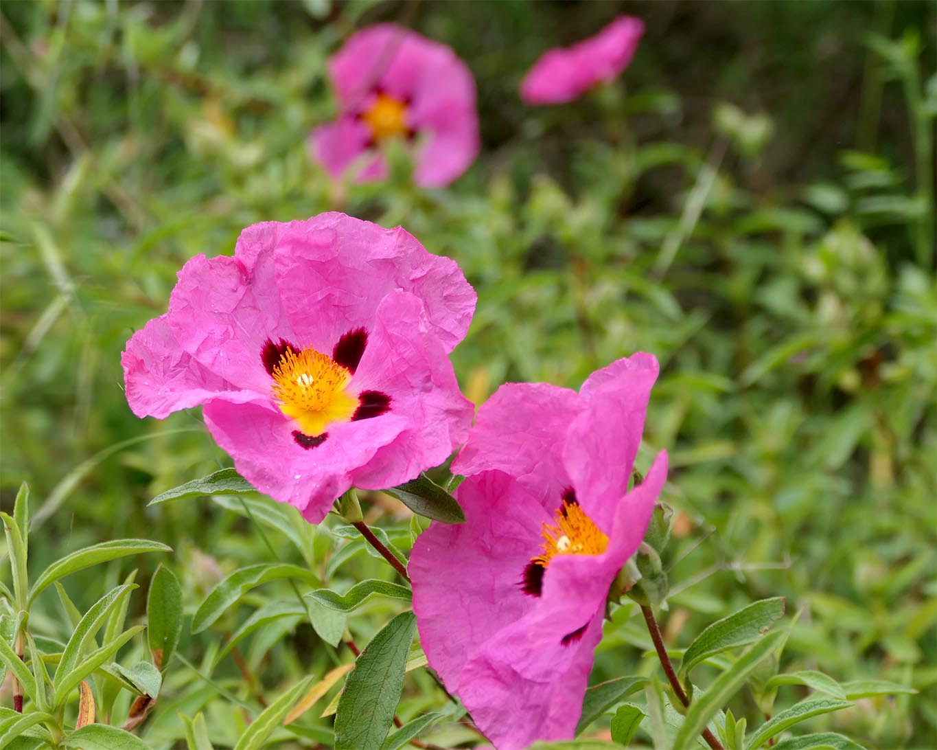 Purpur-Zistrose (Cistus purpureus)