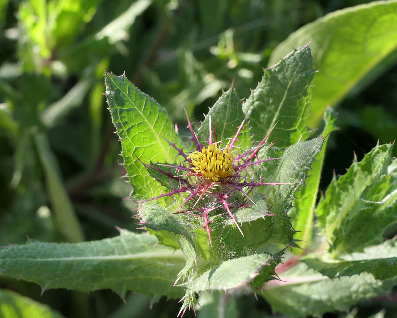 Benediktenkraut (Cnicus benedictus) ist ein klassischer Vertreter der Klostermedizin und ein bewährtes Heilkraut gegen Appetitlosigkeit. Aus dem Meditationsgarten in Kloster Benediktbeuern.