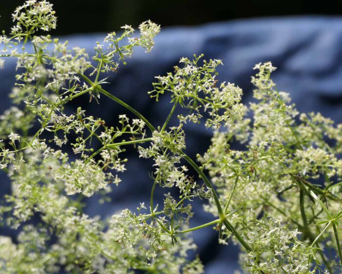 Klettlabkraut ist die weissblühende Schwester des Echten Labkrautes.