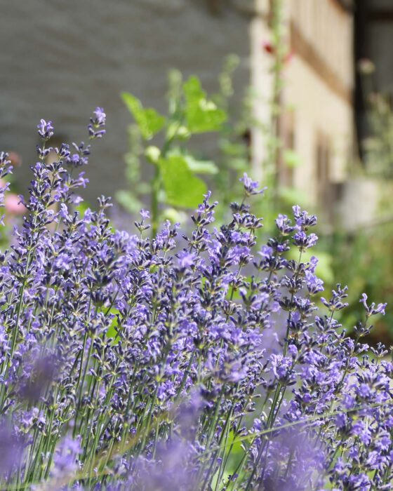 Lavendel im Klostergarten des Benediktinerinnenklosters Fahr.