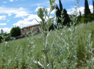Am Fusse des Luberon gedeihen die Absinth-Pflanzen prächtig.