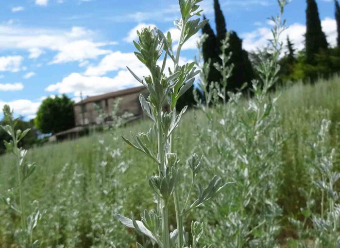 Am Fusse des Luberon gedeihen die Absinth-Pflanzen prächtig.