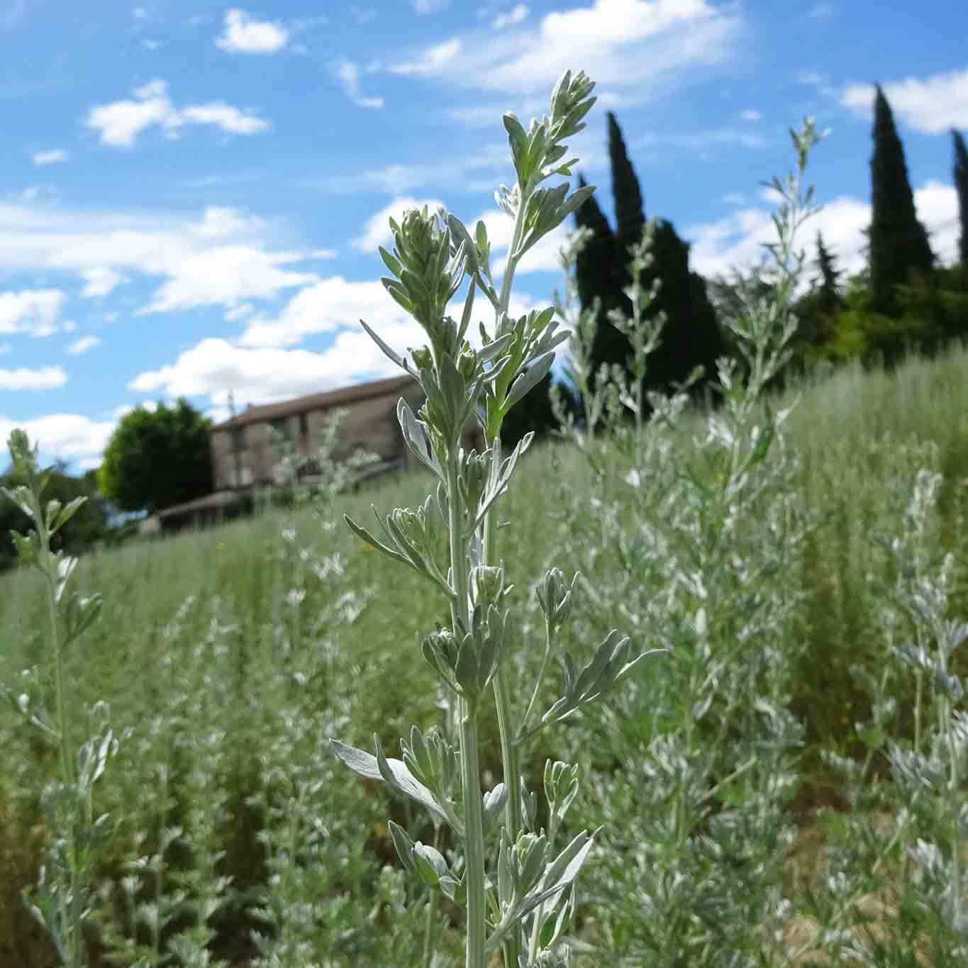 Am Fusse des Luberon gedeihen die Absinth-Pflanzen prächtig.