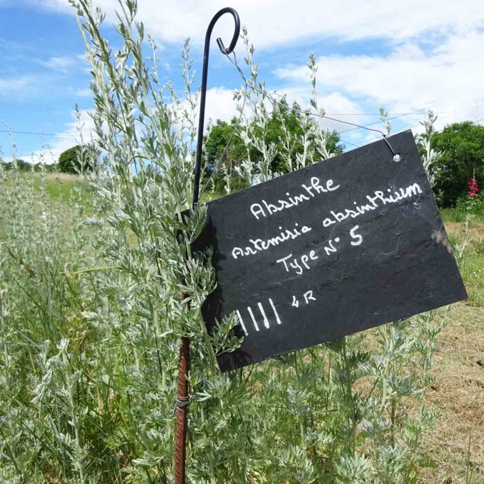 Absinthfeld in der Provence in der Nähe von Forcalquier.