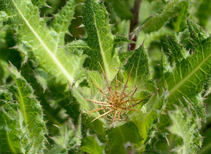 Benediktenkraut (Cnicus benedictus) ein typischer Vertreter der alten Klostermedizin. Es hilft bei Appetitlosigkeit.