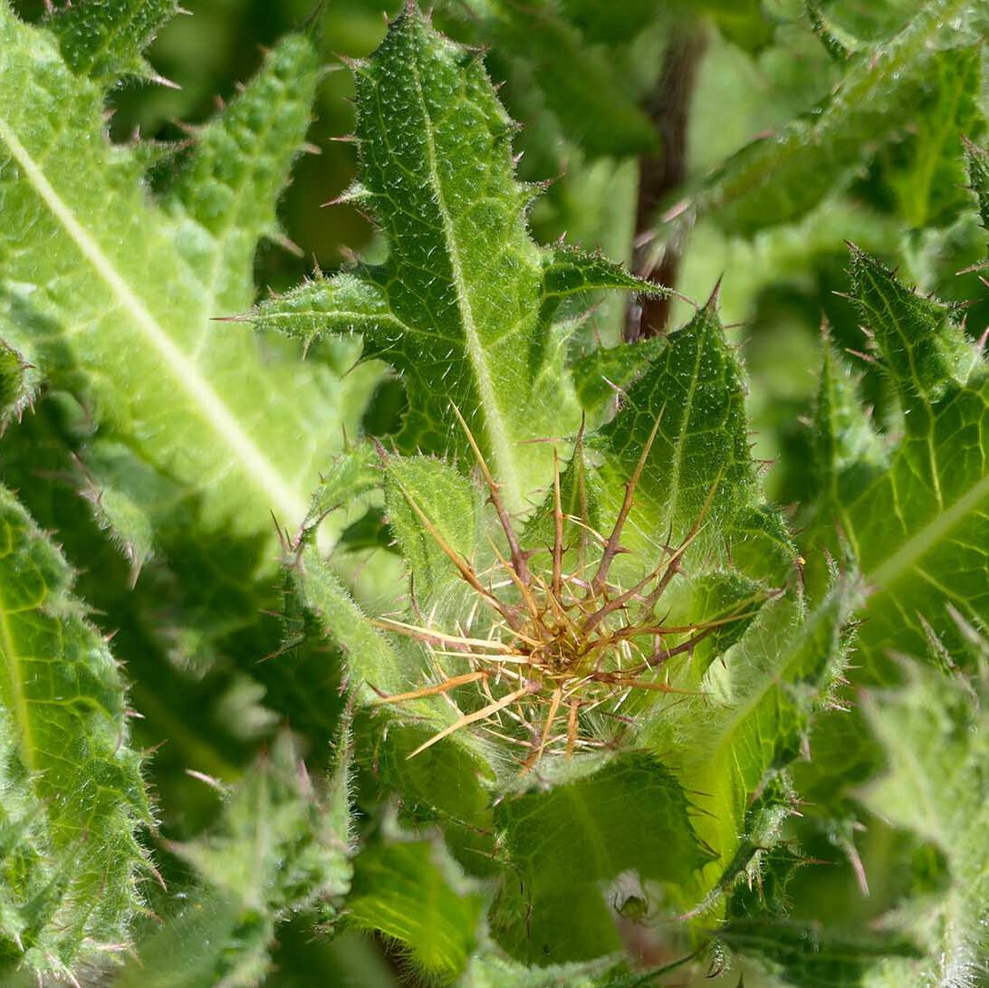 Benediktenkraut (Cnicus benedictus) ein typischer Vertreter der alten Klostermedizin. Es hilft bei Appetitlosigkeit.