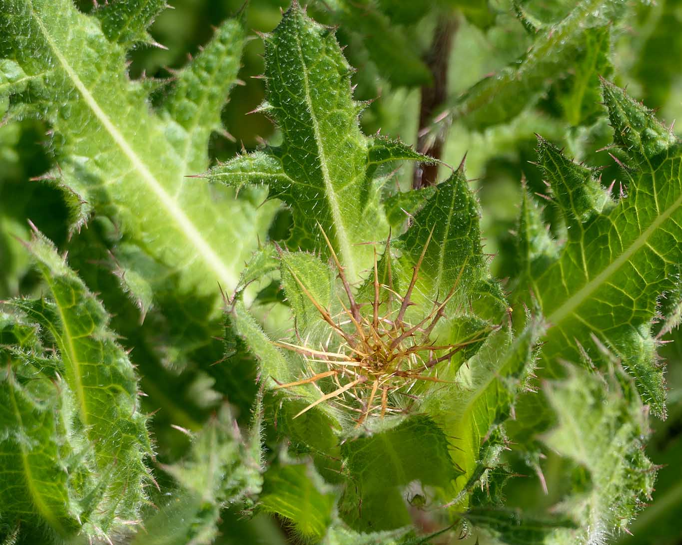 Benediktenkraut (Cnicus benedictus) ein typischer Vertreter der alten Klostermedizin. Es hilft bei Appetitlosigkeit.